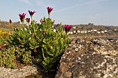 OSTEOSPERMUM ECKLONIS