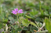 WILD GERANIUM, GERANIUM MOLLE