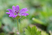 WILD GERANIUM, GERANIUM MOLLE