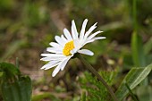 BELLIS PERENNIS, DAISY