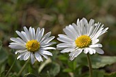 BELLIS PERENNIS, DAISY