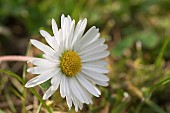 BELLIS PERENNIS, DAISY