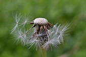 TARAXACUM OFFICINALE, DANDELION CLOCK