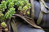 SEDUM RUBROTINCTUM, STONECROP, OLD BOOTS