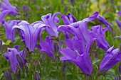 CAMPANULA POSCHARSKYANA