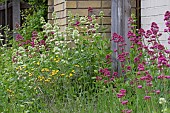 CENTRANTHUS RUBER AND CENTRANTHUS RUBER ALBUS, GROWING WILD