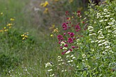 CENTRANTHUS RUBER AND CENTRANTHUS RUBER ALBUS, GROWING WILD