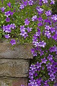 CAMPANULA POSCHARSKYANA