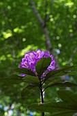 RHODODENDRON