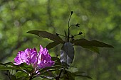 RHODODENDRON