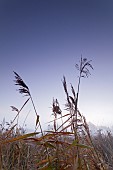 WILD GRASS, COMMON REED.