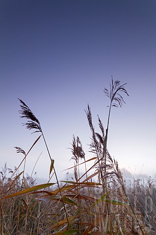 WILD_GRASS_COMMON_REED