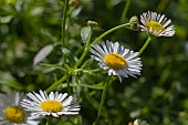 ERIGERON KARVINSKIANUS