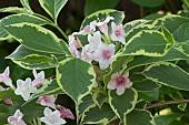 WEIGELA, NANA VARIEGATA