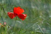 PAPAVER RHOEAS, FIELD POPPY, COMMON RED POPPY