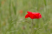 PAPAVER RHOEAS, FIELD POPPY, COMMON RED POPPY