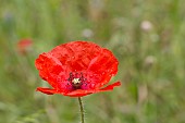 PAPAVER RHOEAS, FIELD POPPY, COMMON RED POPPY