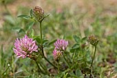 TRIFOLIUM PRATENSE RED CLOVER, WILD CLOVER