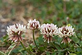 TRIFOLIUM REPENS WHITE CLOVER, WILD CLOVER