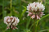 TRIFOLIUM REPENS WHITE CLOVER, WILD CLOVER