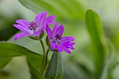 WILD GERANIUM, GERANIUM MOLLE