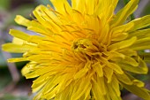 TARAXACUM OFFICINALE, DANDELION, NATIVE PERENNIAL WEED