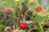 WILD STRAWBERRY, FRAGARIA VESCA