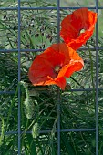 PAPAVER RHOEAS, FIELD POPPY, COMMON RED POPPY,