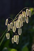 BRIZA MAXIMA, GREATER QUAKING GRASS