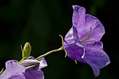 CAMPANULA, PERSICIFOLIA, TAKION BLUE