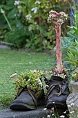 SEDUM RUBROTINCTUM, STONECROP, FLOWERING SEMPERVIVUM TECTORUM, HOUSELEEK PLANTED IN OLD BOOTS