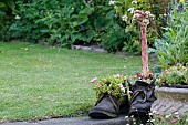 SEDUM RUBROTINCTUM, STONECROP, FLOWERING SEMPERVIVUM TECTORUM, HOUSELEEK PLANTED IN OLD BOOTS