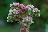 FLOWERING SEMPERVIVUM TECTORUM, HOUSELEEK