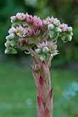 FLOWERING SEMPERVIVUM TECTORUM, HOUSELEEK