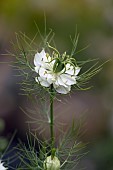 NIGELLA, DAMASCENA, LOVE-IN-A-MIST