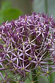 ALLIUM CRISTOPHII