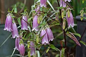 CAMPANULA PUNCTATA, RUBRIFLORA