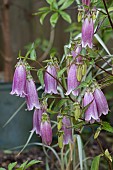 CAMPANULA PUNCTATA, RUBRIFLORA