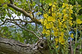 VERBASCUM