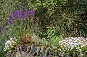 LINARIA PURPUREA, PURPLE TOADFLAX, AND LINARIA PURPUREA, CANON WENT GROWING IN CORNISH HEDGE BUILT OF STONE AND EARTH.