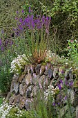 LINARIA PURPUREA, PURPLE TOADFLAX, AND LINARIA PURPUREA, CANON WENT GROWING IN CORNISH HEDGE BUILT OF STONE AND EARTH.