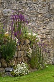 LINARIA PURPUREA, PURPLE TOADFLAX, AND LINARIA PURPUREA, CANON WENT GROWING IN CORNISH HEDGE BUILT OF STONE AND EARTH.