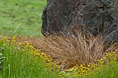 SANTOLINA ASSOCIATION WITH GRASS AND ROCK