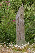 DRIFTWOOD FEATURE IN CORNISH COASTAL GARDEN