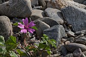 GERANIUM MOLLE, CRANES-BILL GROWING ON BEACH