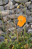 WELSH POPPY, MECONOPSIS CAMBRICA AURANTIACA GROWING ON BEACH