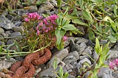 VALERIAN OFFICINALIS, COMMON VALERIAN GROWING ON BEACH