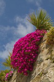 LAMPRANTHUS SPECTABILIS, CORNWALL, ST IVES