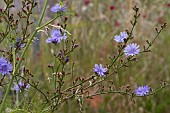 CICHORIUM INTYBUS, CHICORY