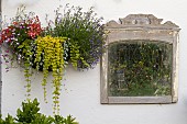 MIRROR FEATURE IN GARDEN ALONGSIDE WALL BASKET, WITH MIXED VERBENA, DIASCIA, BACOPA, MILLION BELLS, LYSIMACHIA NUMMULARIA, GOLDILOCKS, CREEPING JENNY, MONEY WORT, DICHONDRA, SILVER FALLS